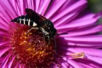Coelioxys inermis