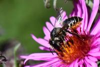 Megachile centuncularis