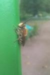 Colletes