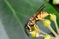 Vespula germanica