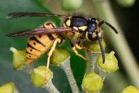 Vespula germanica
