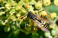 Polistes dominula