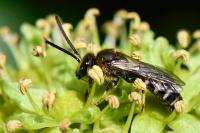 Lasioglossum calceatum