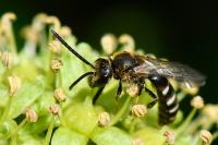 Lasioglossum calceatum
