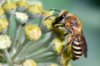Colletes hederae
