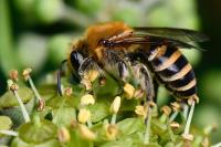 Colletes hederae