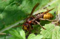 Vespa crabro