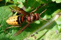 Vespa crabro