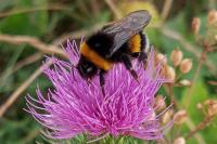 Bombus
