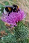 Bombus