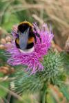 Bombus