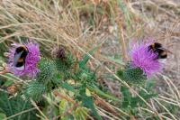 Bombus