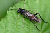 Macrophya militaris