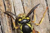 Vespula germanica