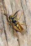 Vespula germanica