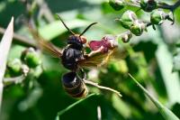 Vespa velutina