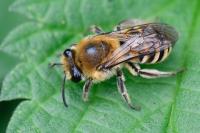 Colletes hederae