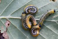Hemichroa crocea
