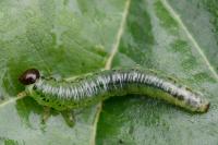Nematus alniastri