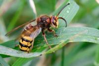 Vespa crabro