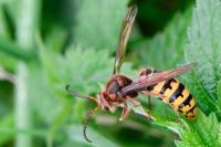 Vespa crabro