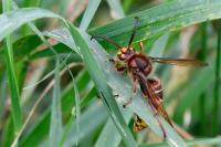 Vespa crabro