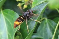 Vespa velutina
