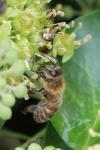 Apis mellifera