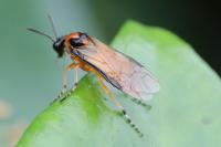 Athalia rosae