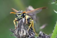 Polistes dominula