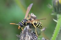Polistes dominula
