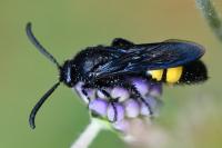 Scolia hirta