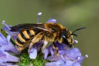 Halictus scabiosae