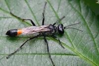 Ammophila sabulosa
