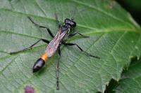 Ammophila sabulosa