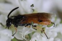 Arge melanochra