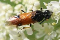 Arge melanochra
