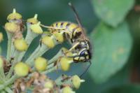 Vespula vulgaris