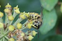 Vespula vulgaris