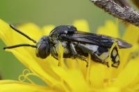 Epeolus fallax