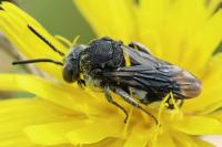 Epeolus fallax