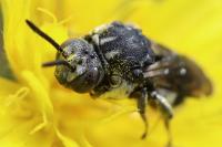 Epeolus fallax