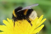 Bombus terrestris/lucorum