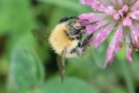 Bombus pascuorum