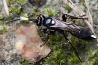 Ichneumon inquinatus