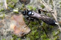 Ichneumon inquinatus