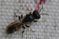 Crossocerus quadrimaculatus