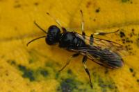 Crossocerus quadrimaculatus