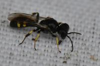 Crossocerus quadrimaculatus