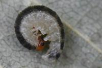 Priophorus compressicornis